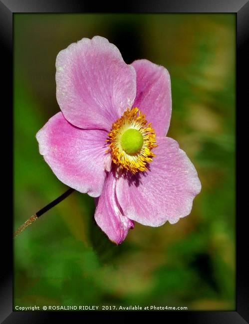 "Anemone Japonica Bowles's pink" Framed Print by ROS RIDLEY