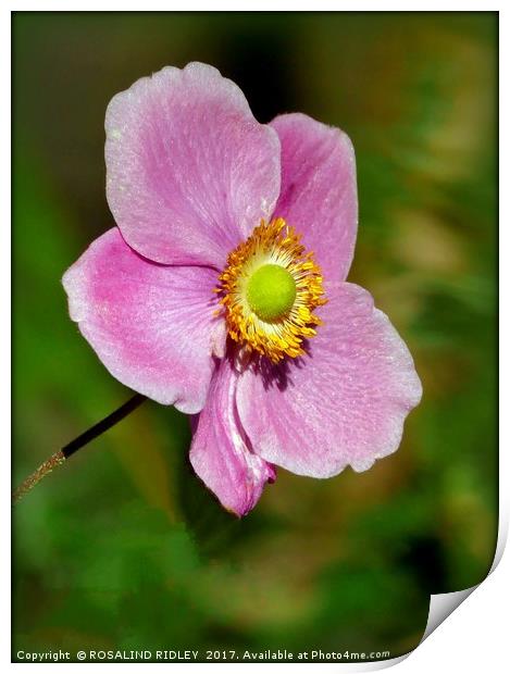 "Anemone Japonica Bowles's pink" Print by ROS RIDLEY