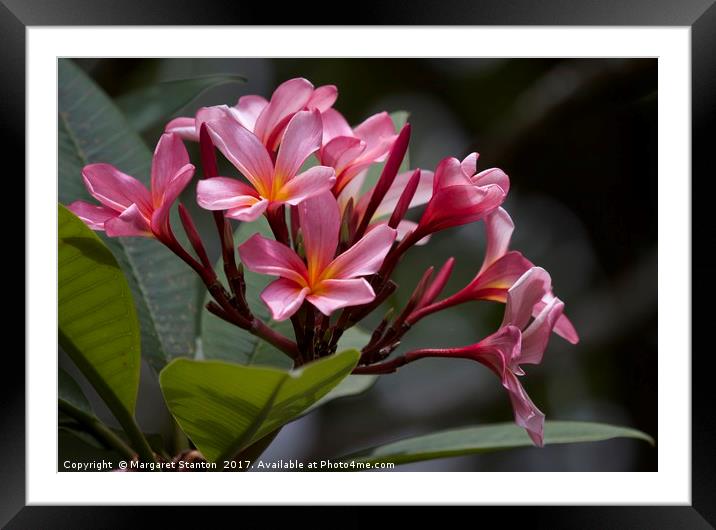 Pink Frangipani blooms and buds  Framed Mounted Print by Margaret Stanton