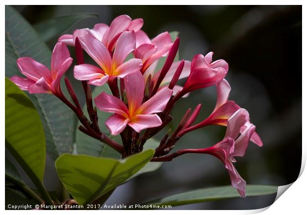 Pink Frangipani blooms and buds  Print by Margaret Stanton