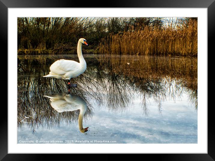 Swan on Lake Framed Mounted Print by Antony Atkinson