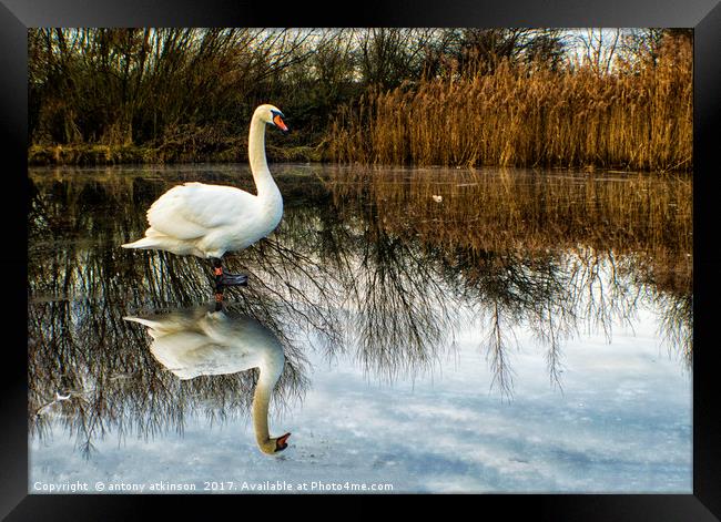 Swan on Lake Framed Print by Antony Atkinson