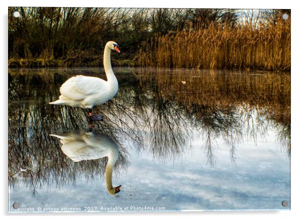 Swan on Lake Acrylic by Antony Atkinson
