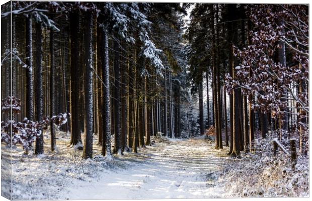 Road in winter forest in national park "Sumava". Canvas Print by Sergey Fedoskin