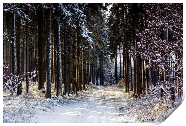 Road in winter forest in national park "Sumava". Print by Sergey Fedoskin