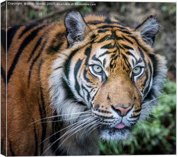 Tiger Time Canvas Print by Peter Lennon