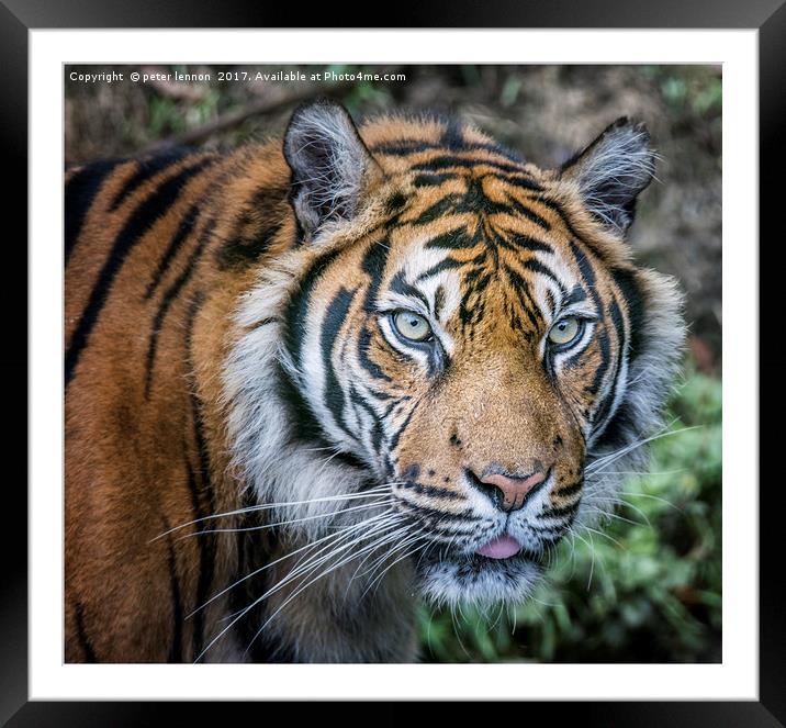 Tiger Time Framed Mounted Print by Peter Lennon