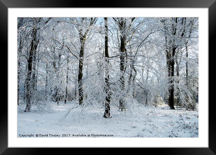 Winter Wonderland  Framed Mounted Print by David Tinsley