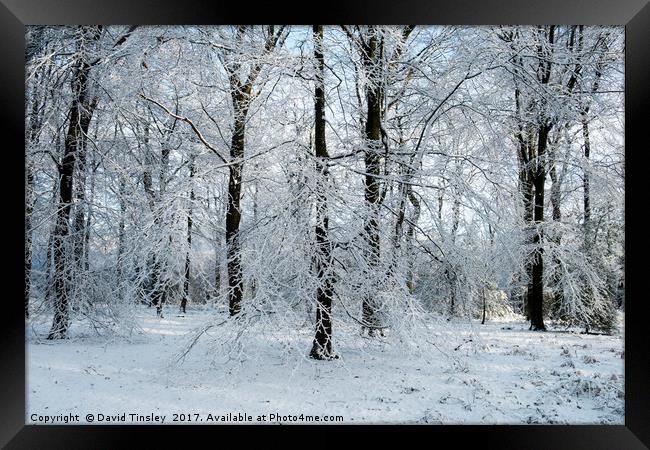 Winter Wonderland  Framed Print by David Tinsley