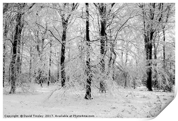 Winter Wonderland in Monochrome Print by David Tinsley