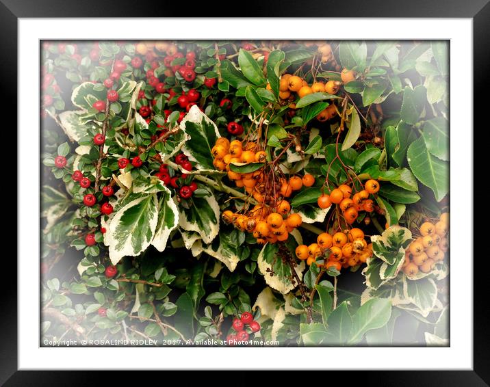 "Deck the Halls" HAPPY CHRISTMAS! Framed Mounted Print by ROS RIDLEY