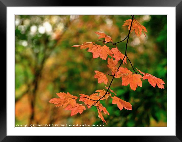 "Autumn branch in the light  dappled Wood" Framed Mounted Print by ROS RIDLEY