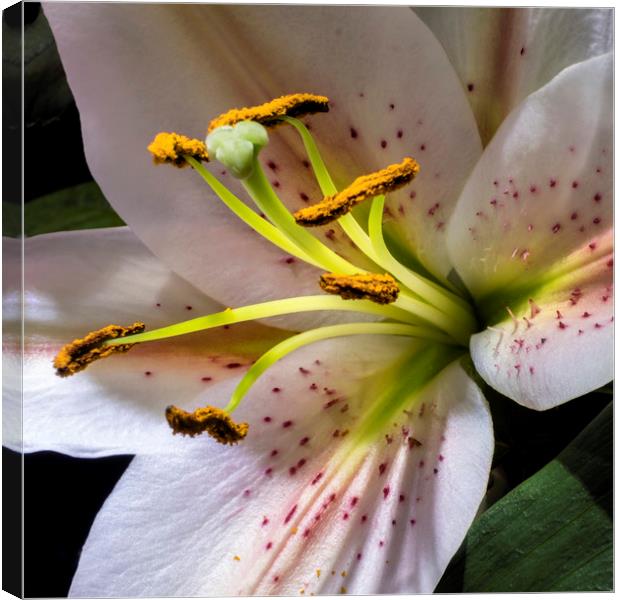 Lily flower Canvas Print by Tony Bates