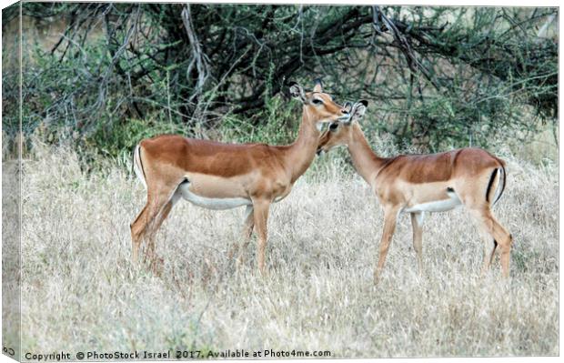 Impala (Aepyceros melampus) Canvas Print by PhotoStock Israel