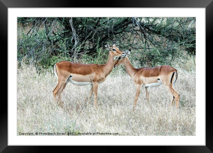Impala (Aepyceros melampus) Framed Mounted Print by PhotoStock Israel