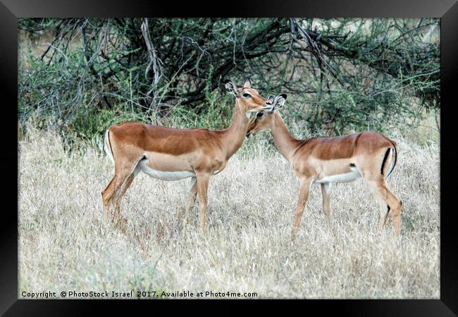 Impala (Aepyceros melampus) Framed Print by PhotoStock Israel
