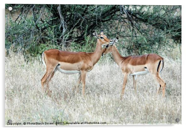 Impala (Aepyceros melampus) Acrylic by PhotoStock Israel