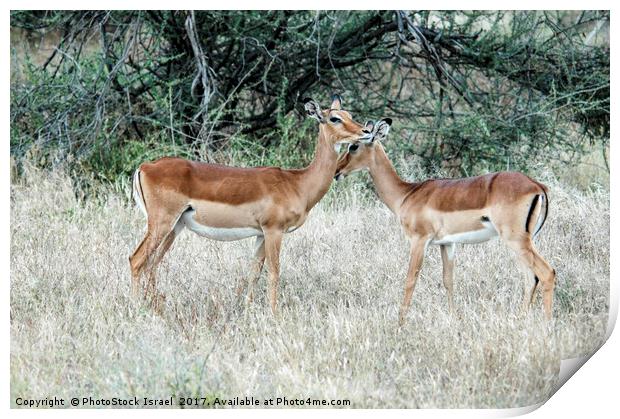 Impala (Aepyceros melampus) Print by PhotoStock Israel