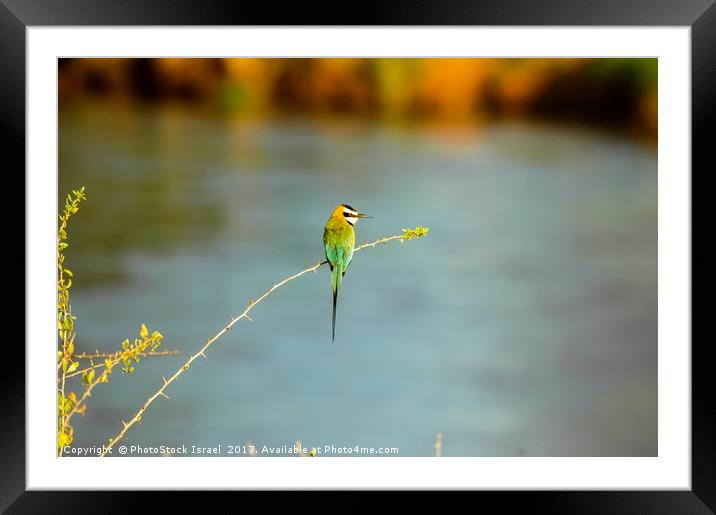 White-throated Bee-eater Framed Mounted Print by PhotoStock Israel