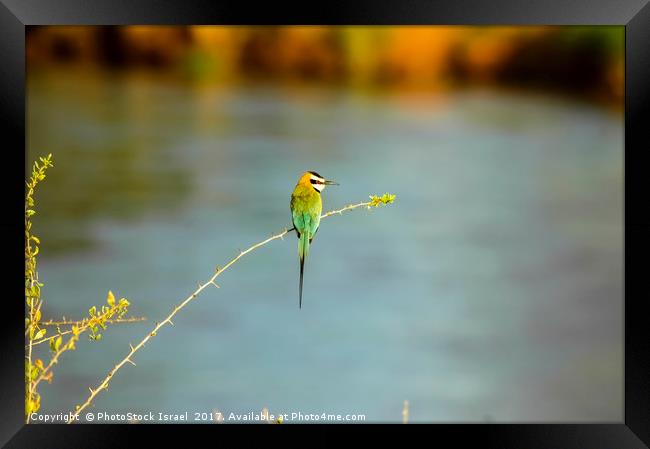 White-throated Bee-eater Framed Print by PhotoStock Israel
