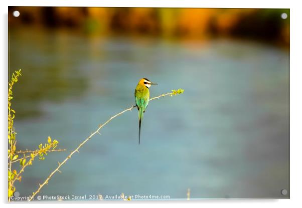 White-throated Bee-eater Acrylic by PhotoStock Israel