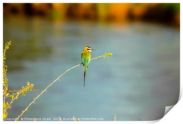 White-throated Bee-eater Print by PhotoStock Israel