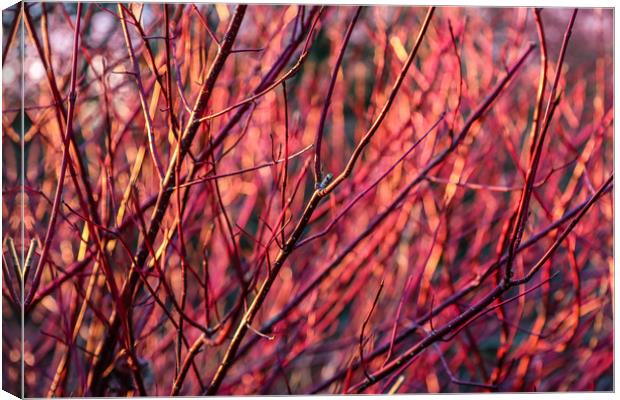 WInter red dogwood stems in winter sun Canvas Print by Chris Warham