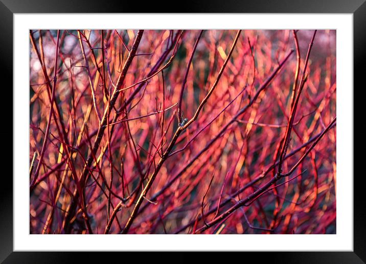WInter red dogwood stems in winter sun Framed Mounted Print by Chris Warham