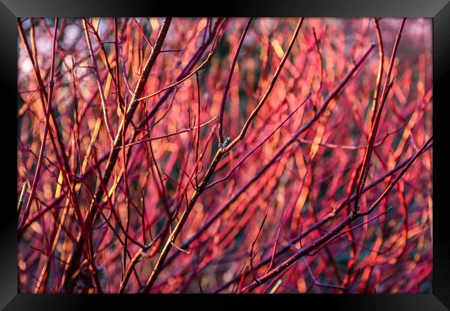 WInter red dogwood stems in winter sun Framed Print by Chris Warham