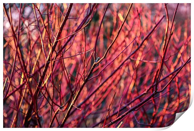 WInter red dogwood stems in winter sun Print by Chris Warham