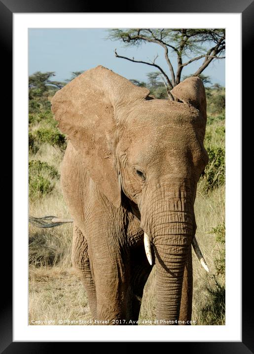 Elephant, Samburu, Kenya Framed Mounted Print by PhotoStock Israel