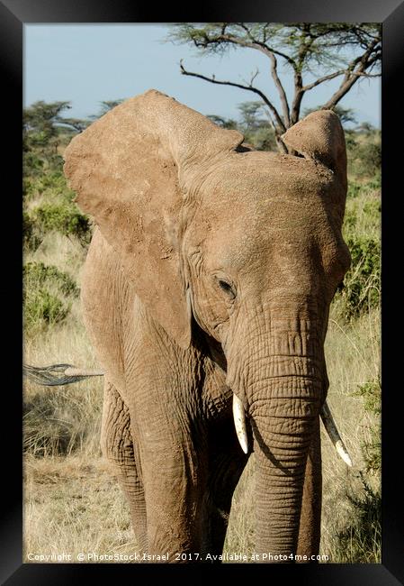 Elephant, Samburu, Kenya Framed Print by PhotoStock Israel