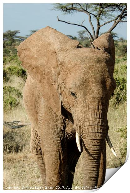 Elephant, Samburu, Kenya Print by PhotoStock Israel