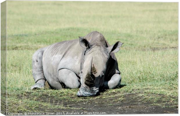 Rhinoceros, lake naivasha, Kenya Canvas Print by PhotoStock Israel