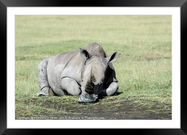 Rhinoceros, lake naivasha, Kenya Framed Mounted Print by PhotoStock Israel