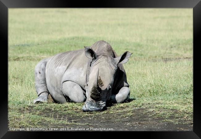 Rhinoceros, lake naivasha, Kenya Framed Print by PhotoStock Israel