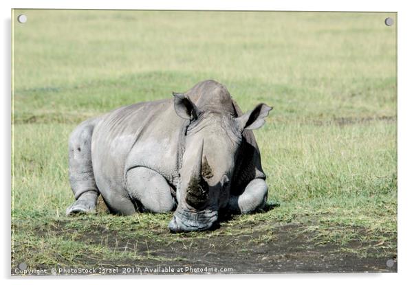 Rhinoceros, lake naivasha, Kenya Acrylic by PhotoStock Israel