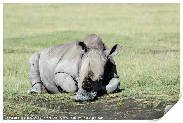 Rhinoceros, lake naivasha, Kenya Print by PhotoStock Israel