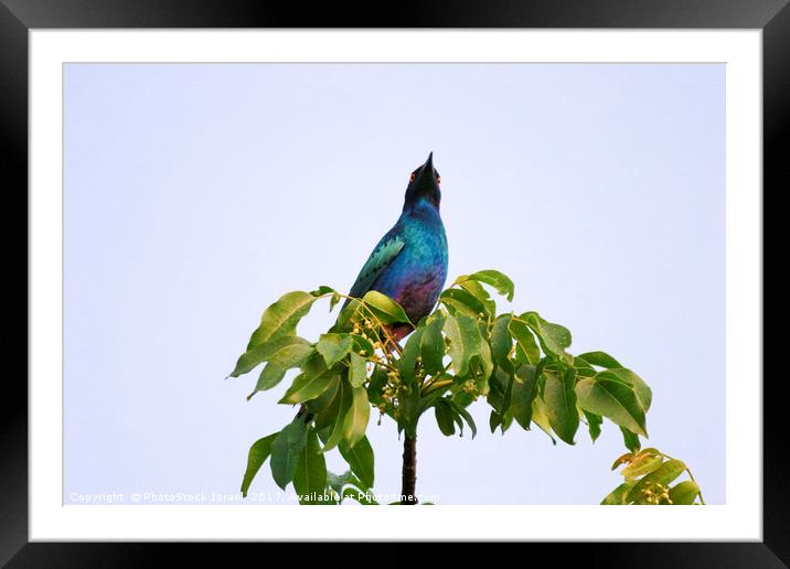 Greater Blue-eared Starling  Framed Mounted Print by PhotoStock Israel