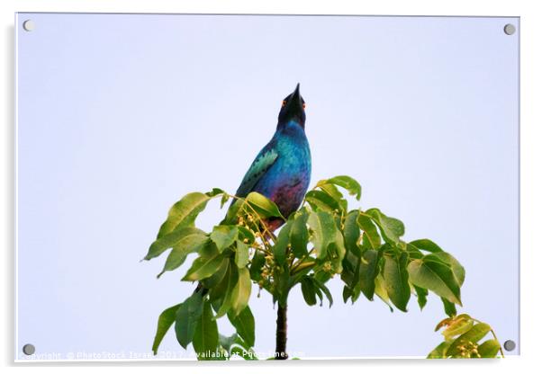 Greater Blue-eared Starling  Acrylic by PhotoStock Israel