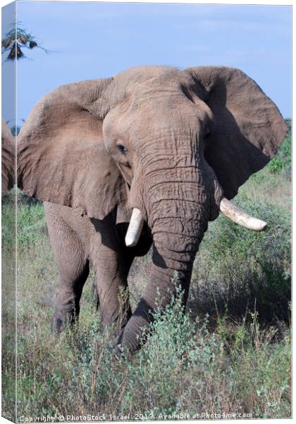 Elephant, Samburu, Kenya Canvas Print by PhotoStock Israel