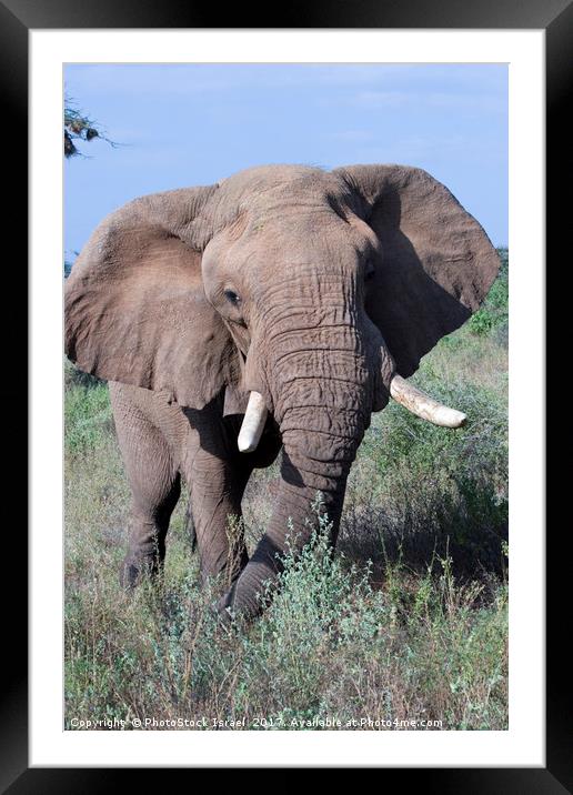 Elephant, Samburu, Kenya Framed Mounted Print by PhotoStock Israel