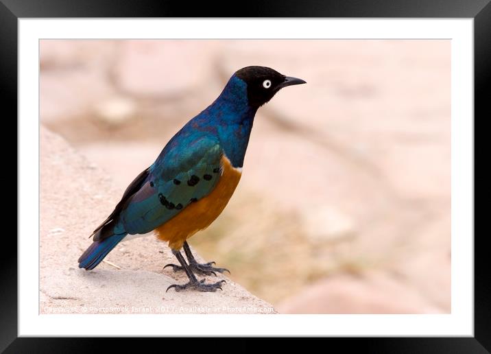 Superb Starling Samburu, Kenya Framed Mounted Print by PhotoStock Israel