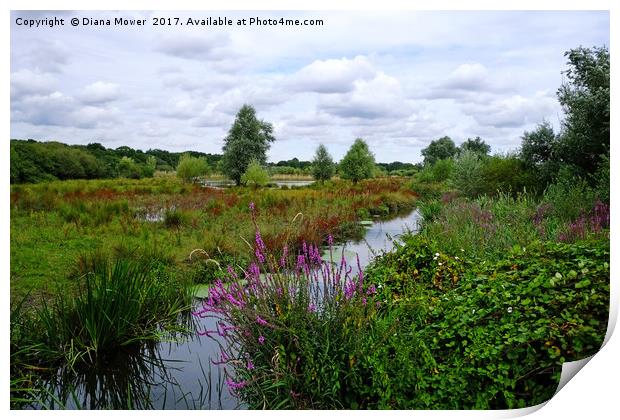 The River Ingrebourne Print by Diana Mower