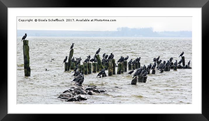 Cormorant Colony in the Baltic Sea Framed Mounted Print by Gisela Scheffbuch