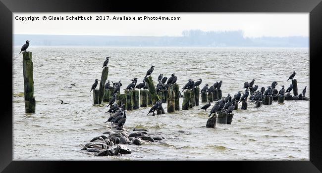 Cormorant Colony in the Baltic Sea Framed Print by Gisela Scheffbuch