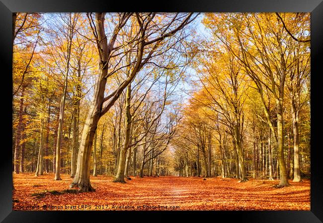 Autumn woodland red leaves Framed Print by Simon Bratt LRPS