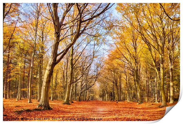 Autumn woodland red leaves Print by Simon Bratt LRPS