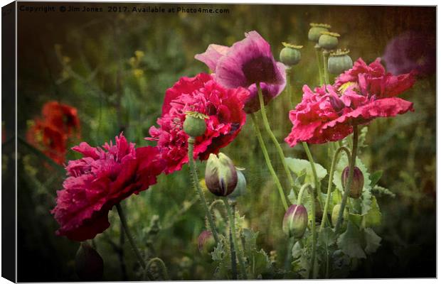Vibrant Wild Poppies Canvas Print by Jim Jones