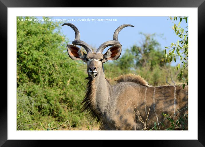 Portrait of a male greater kudu Framed Mounted Print by Angus McComiskey